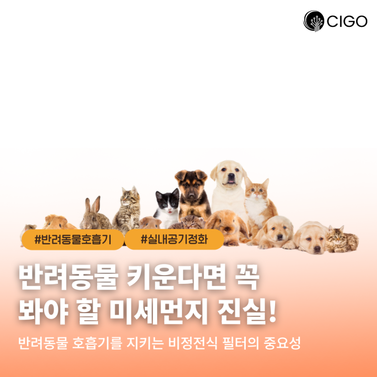 강아지 천식·기관지염 원인이 실내 공기?” 대만대 수의학 연구의 경고
